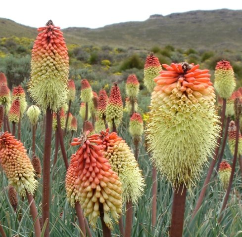 Kniphofia caulescens seasonal eateries